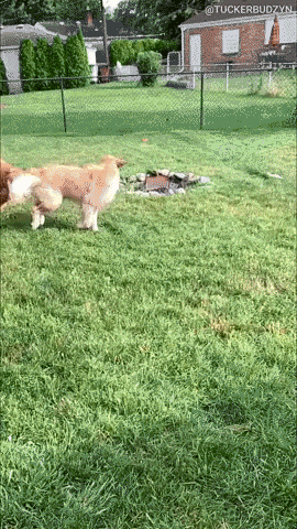 Just dog play in dog gifs