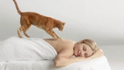 Gif d'un chat qui fait des massages à une femme