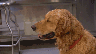 a gif of a dog sweating