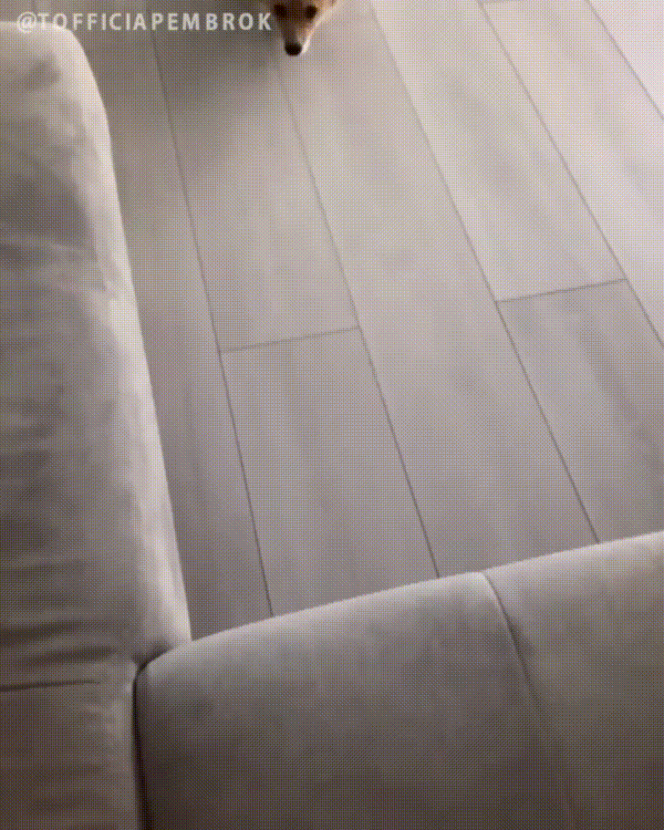 giphy.gif
