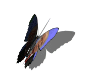Trumpy butterfly