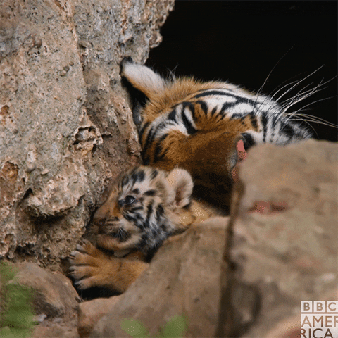 Bbc Earth Wow GIF by BBC America - Find & Share on GIPHY