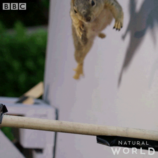 Squirrel jumping on to a thin branch