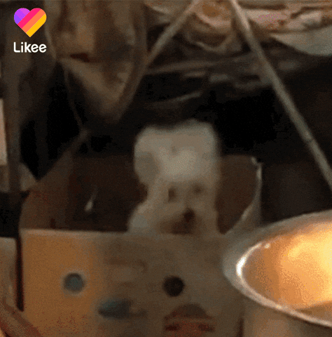 gif-0
