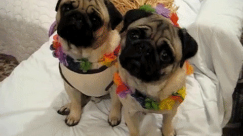 Pug GIFs - Find & Share on GIPHY