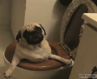 Toilets GIF - Find & Share on GIPHY