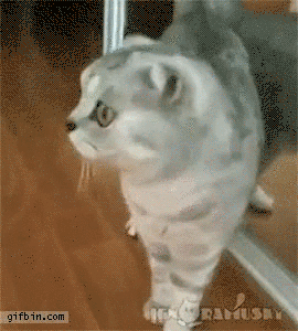 Cat And Mirror in funny gifs