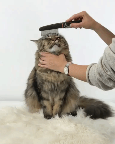 giphy-downsized-large.gif