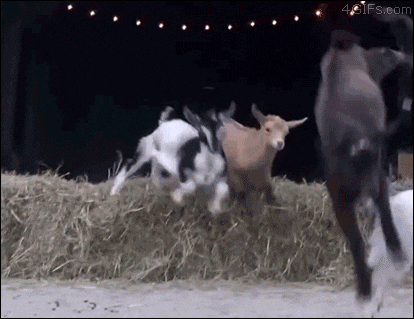 Goats GIFs - Find & Share on GIPHY