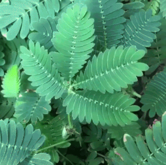 The Sensitive Plant in funny gifs