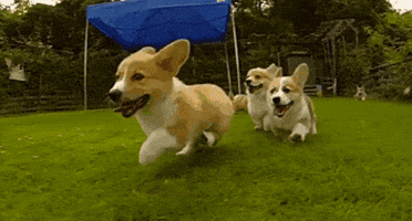 A Dog Running GIFs - Find & Share on GIPHY