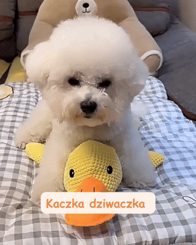 Pies bawi się piszczącą kaczką