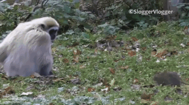 The fear of mouse in animals gifs