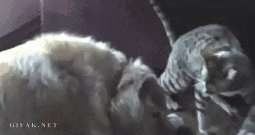 Cat Dog GIF