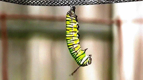 butterfly cateillar monarch chrysalis