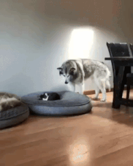 Gif of cat hogging a dog's bed