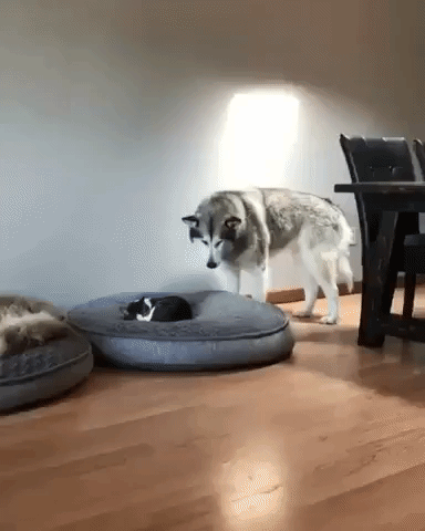 a Siberian Husky lying next to a cat on a dog bed