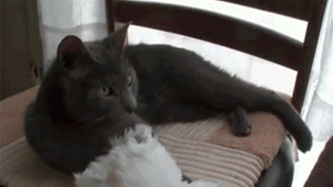 Nice Pet best Gif