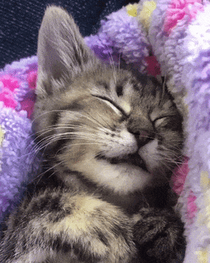 Cat dreaming about food in cat gifs