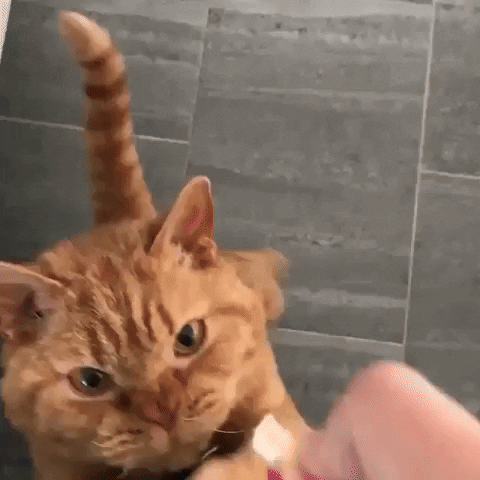 Hungry catto in cat gifs