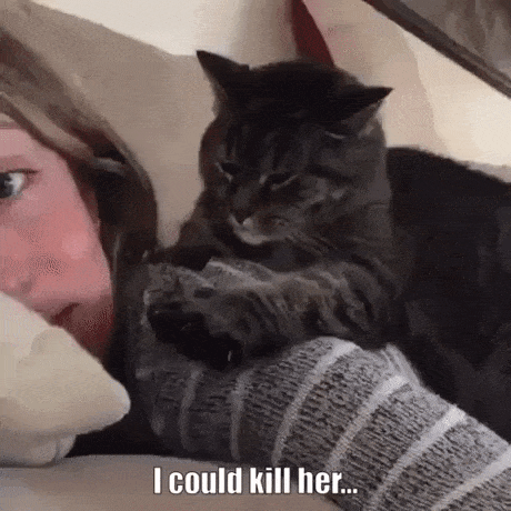 Agent kitty in cat gifs