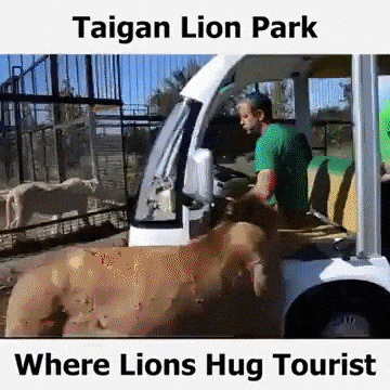 This lion park in wow gifs