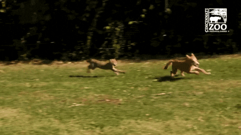 kris the cheetah runs with her companion dog remus