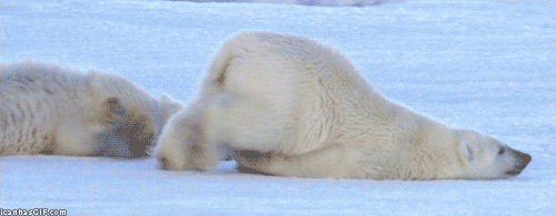 GIF of a polar bear pushing itself along the ice face first.