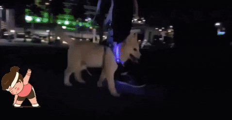 GIF animado