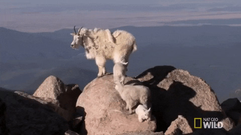 Mountain Goat Gifs Get The Best Gif On Giphy