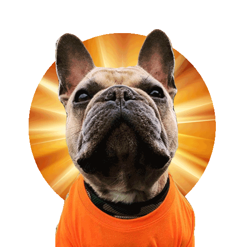 French Bull Dog Sticker for iOS & Android GIPHY