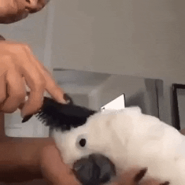 Satisfying combing in funny gifs