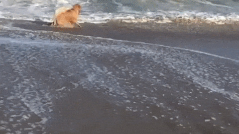 Doggo enjoying waves