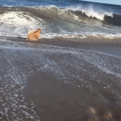 Doggo enjoying waves in dog gifs