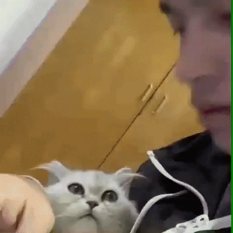 Catto love reality in WaitForIt gifs