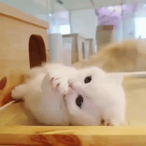 How Do I Choose a Healthy Kitten