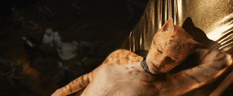 Cats Movie Gif Find Share On Giphy