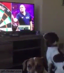 Go get the dart in dog gifs