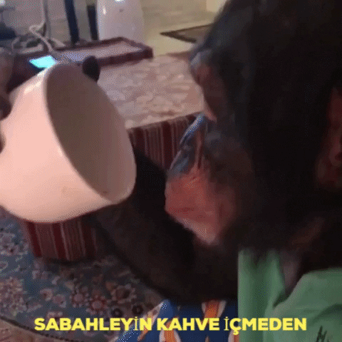 giphy.gif