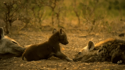 Hyena GIFs - Find & Share on GIPHY