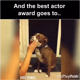 The best actor award goes to in dog gifs