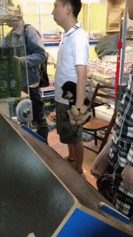 Puppy glove in funny gifs