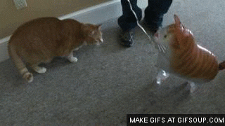 cat animated GIF