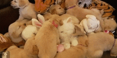 Puppy GIFs - Find & Share on GIPHY