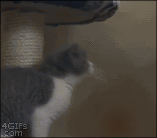Kitten trying to jump onto shelf, catches on, but ultimately falls off
