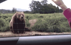 Bear Hello GIF - Find & Share on GIPHY