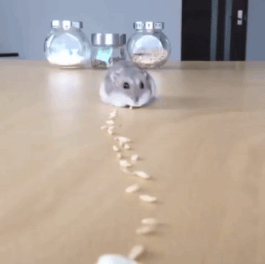 rat eating seeds on the floor