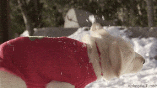 Puppy Christmas GIFs Find & Share on GIPHY