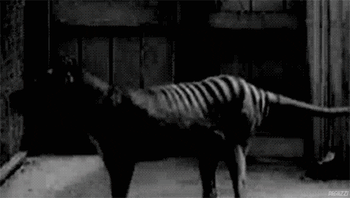Tiger Extinction GIF - Find & Share on GIPHY