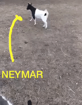 Goat of Neymar in funny gifs